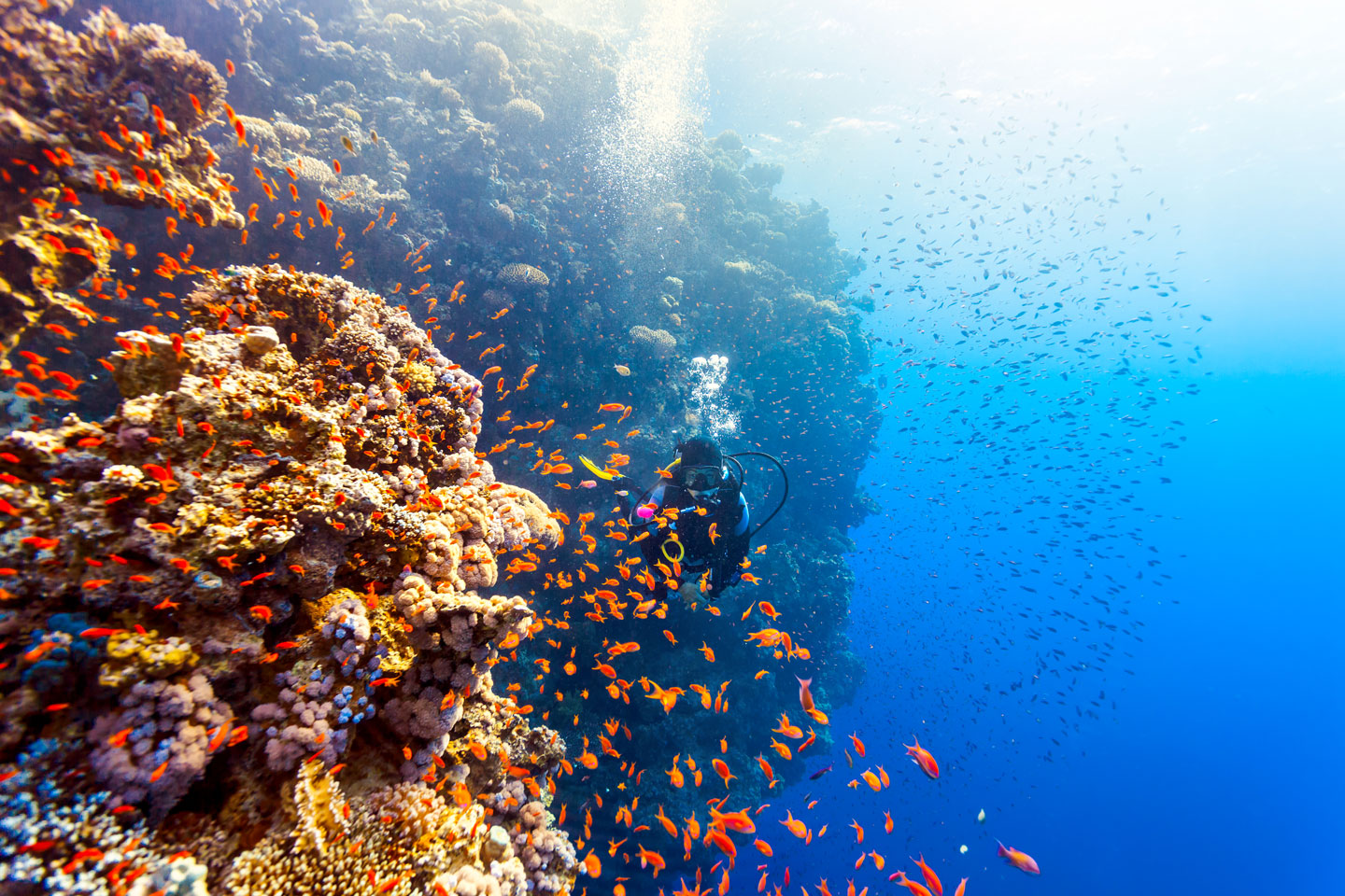 Best Scuba Diving Experience In Bali Alpha World Diving