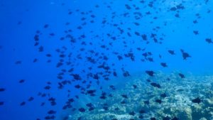 Menjangan Island Diving and Snorkeling | Alpha World Diving