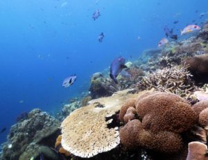 Nusa Penida Diving Trip | PADI Divemaster Bali | Alpha World Diving