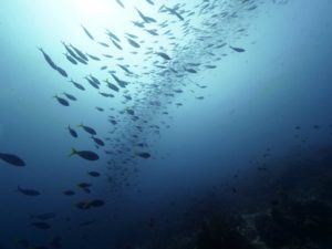 Fish in Bali | PADI EFR Courses Bali | Alpha World Diving
