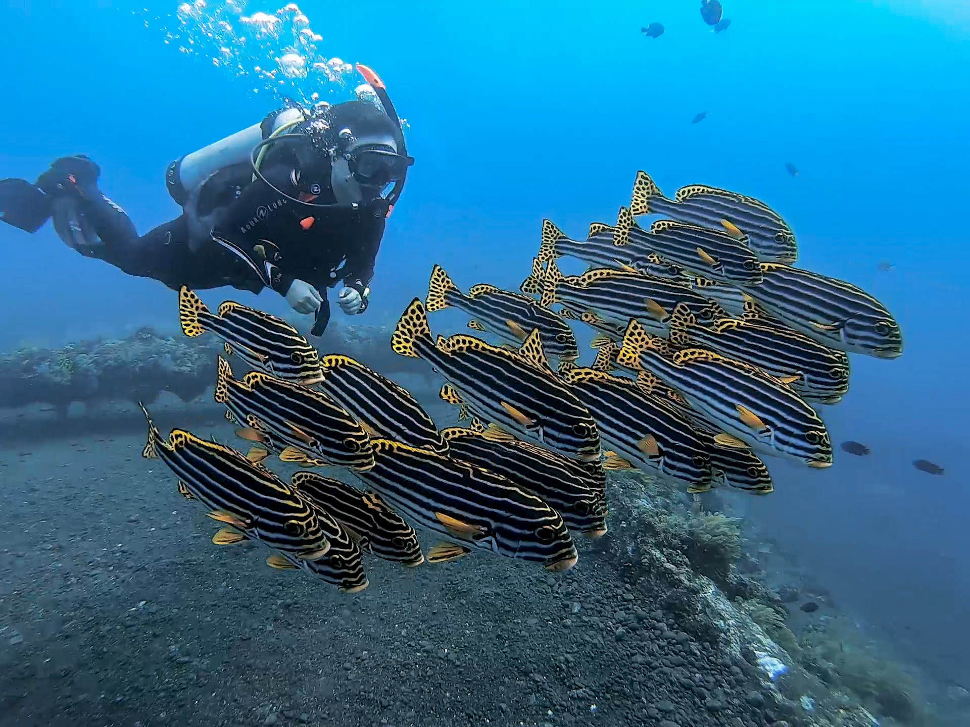 Dive in Bali and The Reasons Why Alpha World Diving