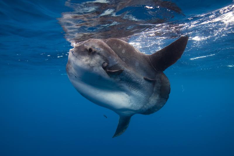 Best Mola Mola Season in Bali Alpha World Diving